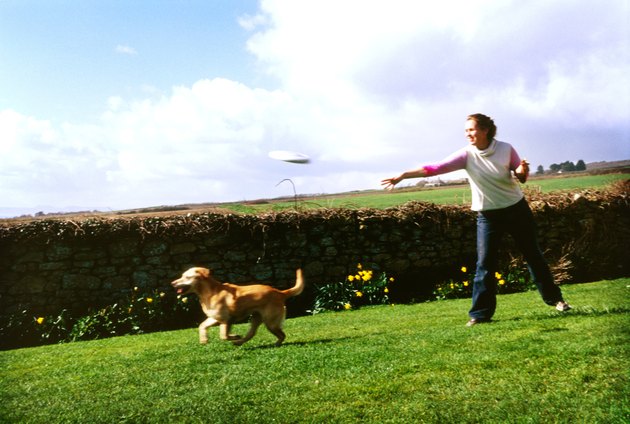 Young woman throwing a plastic disc and her dog running to catch it
