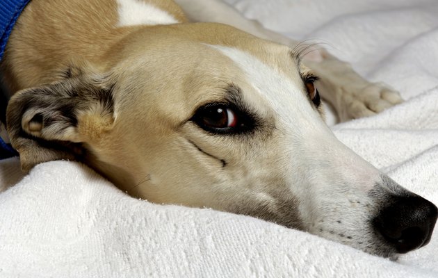Greyhound Series