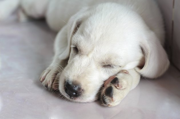 white dog sleeping