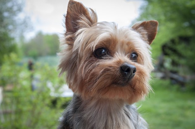 Yorkshire terrier