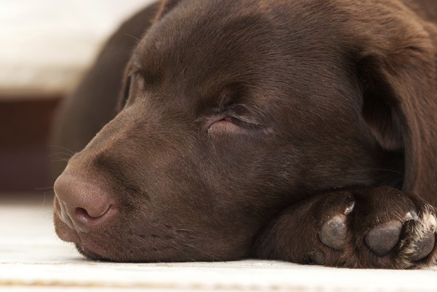 sleeping labrador