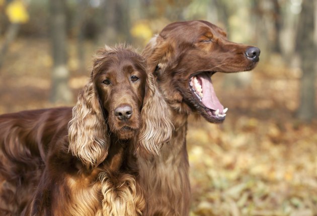 Funny Irish Setter pair