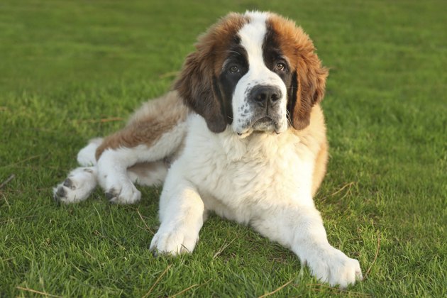 A Cute Saint Bernard Purebred Puppy