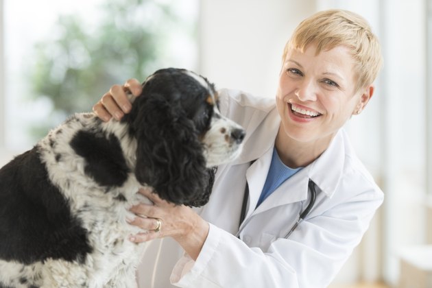 Happy Veterinarian Checking Dog In Hospital