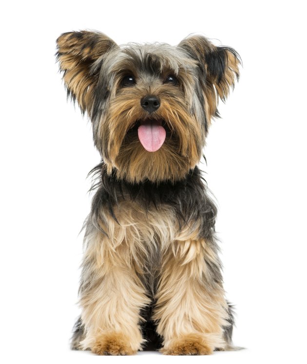 Front view of a Yorkshire Terrier sitting, panting