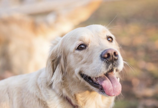 Smiling portrait of golden retriever
