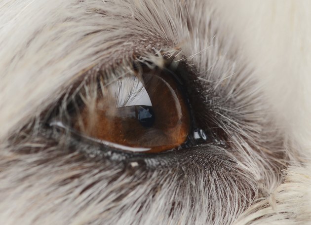 Dog Eye