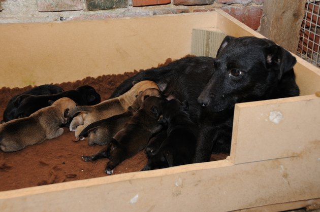 Working terrier with her litter of puppies