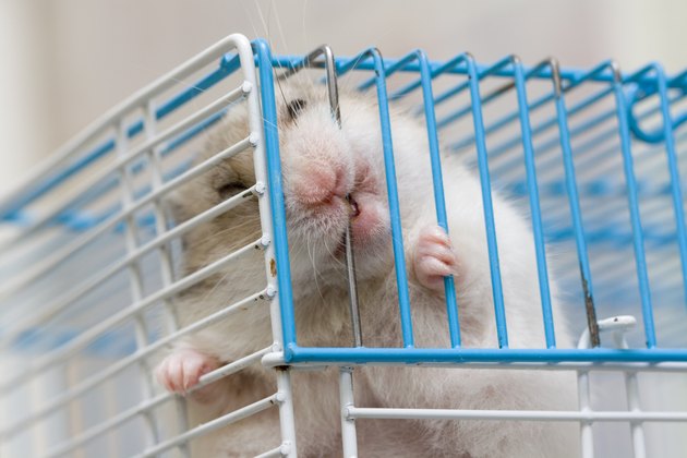 caged