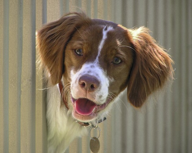 Brittany Spaniel Dog