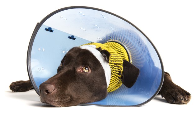 Injured Dog