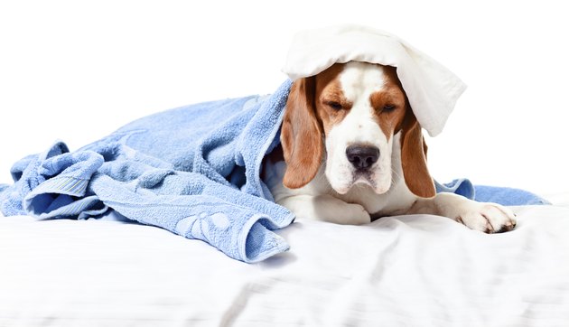 Very much sick dog on white background