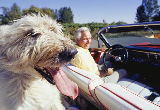 Irish wolfhound with owner driving in convertible, focus on dog