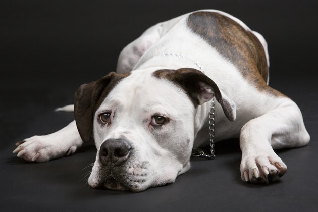 american bulldog sleeping of black background.