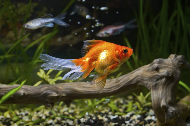Goldfish in aquarium