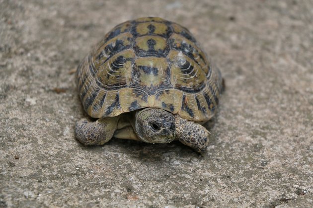 Tortoise