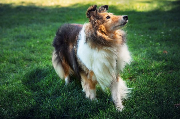 Shetland Sheepdog in the field