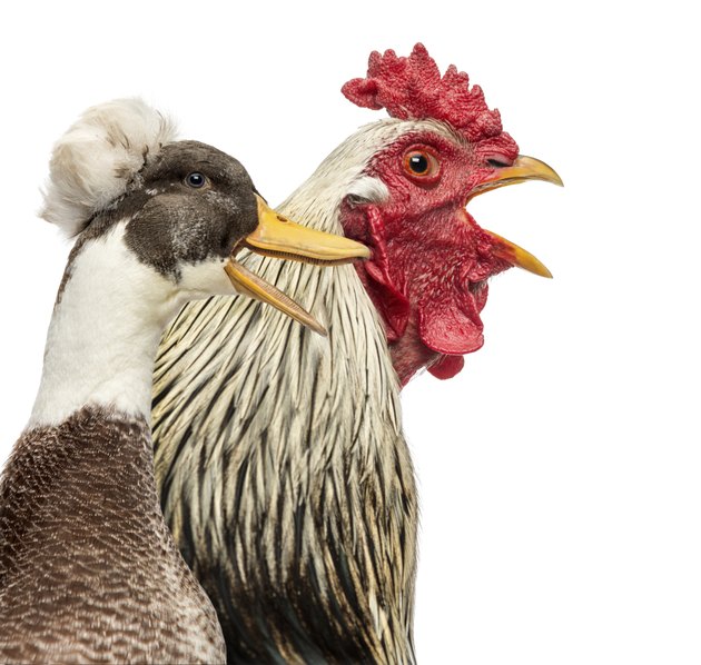Close-up of a Brahama rooster and a Crested duck quacking, isolated on white