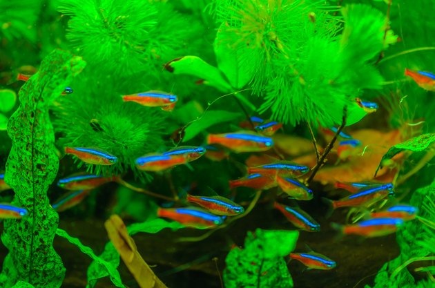 Neon Fish