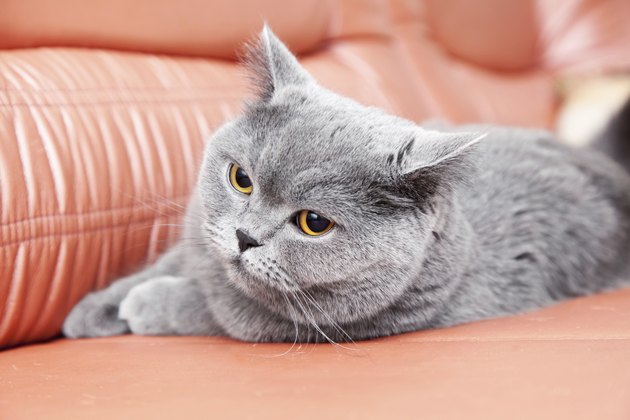 British gray cat lying on a red couch