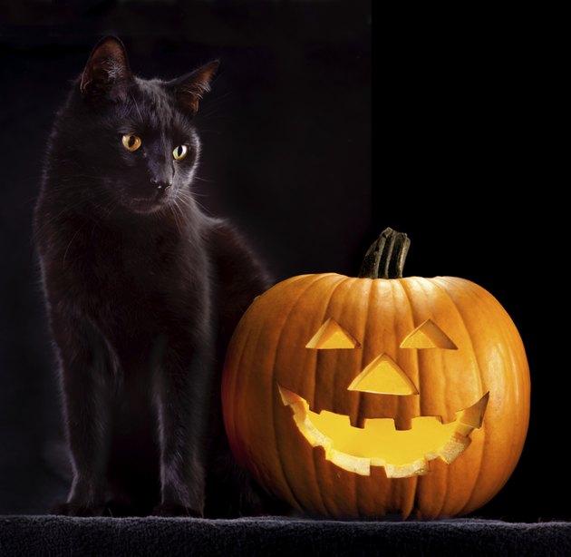 halloween pumpkin and cat
