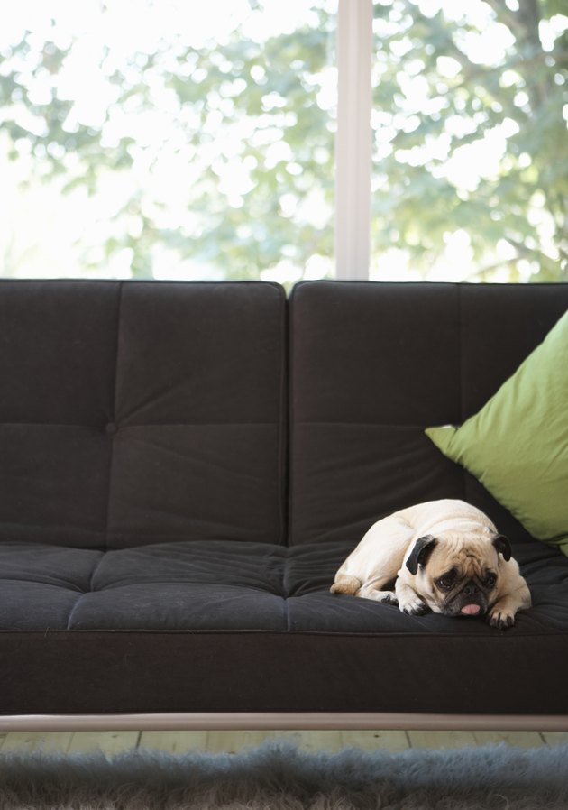 Pug lying on sofa, looking away
