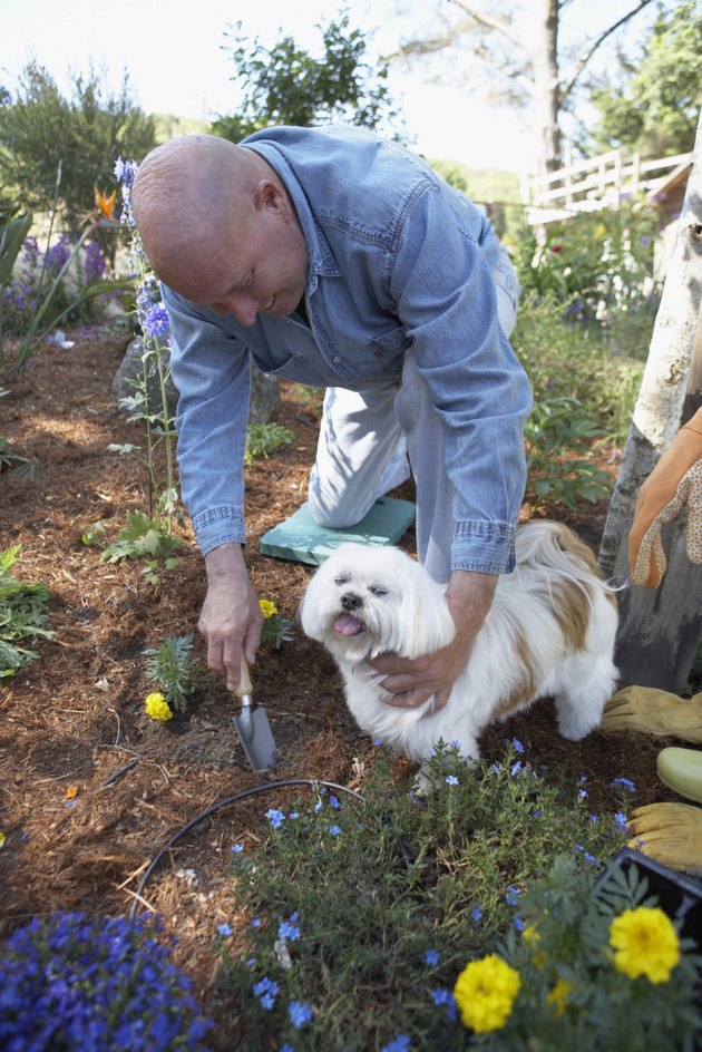 High angle view of a mature man gardening with his dog beside him