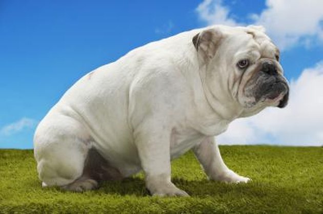 Bulldog