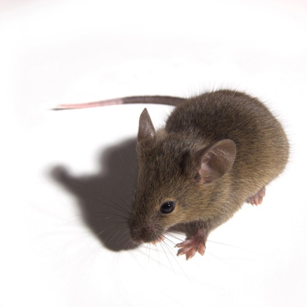 Close-up of a rat