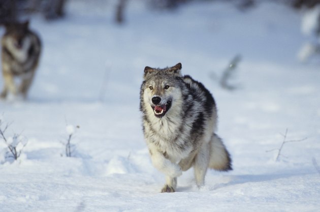 Wolf during Winter in snowy forest