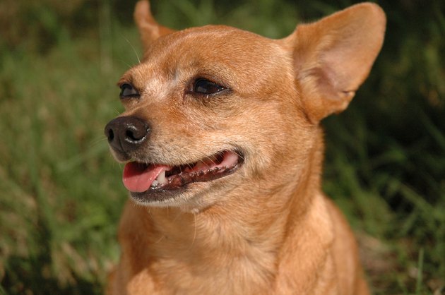 Chihuahua
