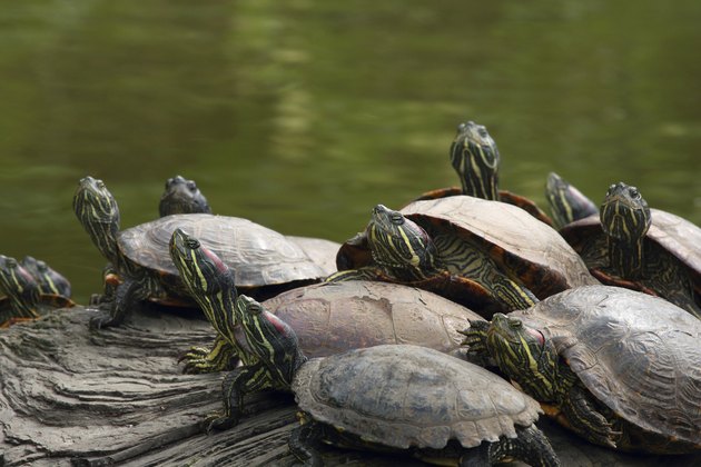 Turtles Golden Gate Park California, USA
