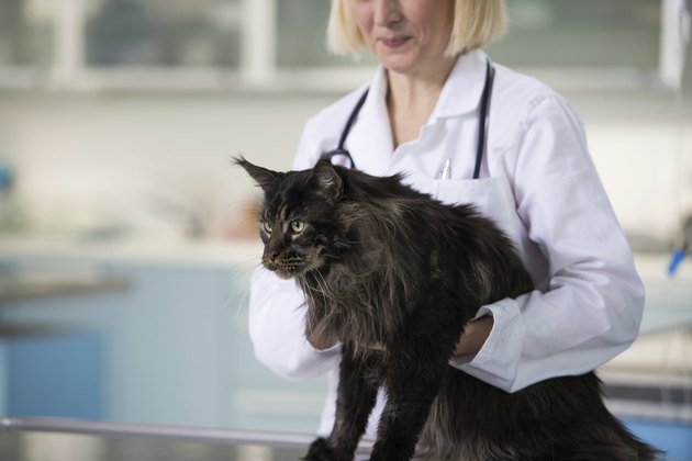 Maine Coon Cat at Veterinarian Clinic