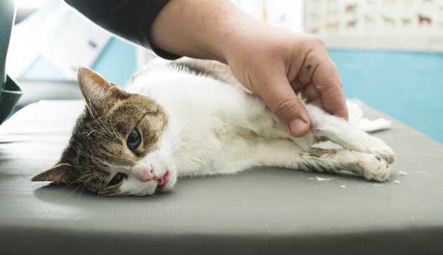 Cat anesthesia in veterinary