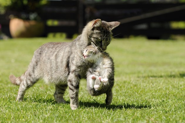 Cat and kitten