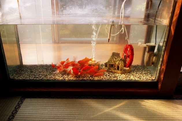 Goldfish in water tank from a distance