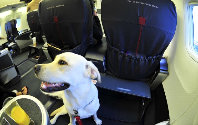 Dog On Airplane