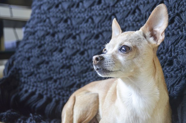 Chihuahua
