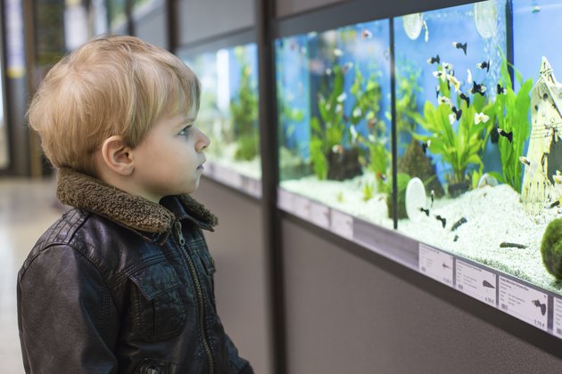 Little boy watches fishes in aquarium