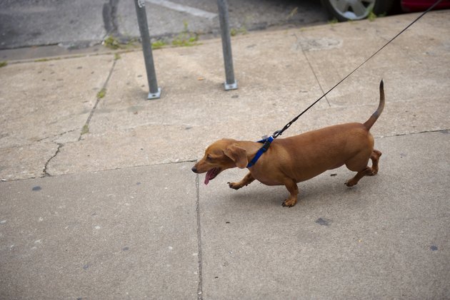 Dachshund (Wiener Dog) on Leash