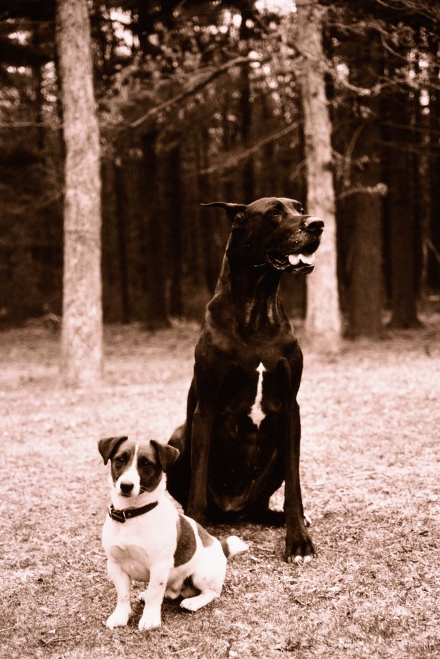 Large and small dog in park