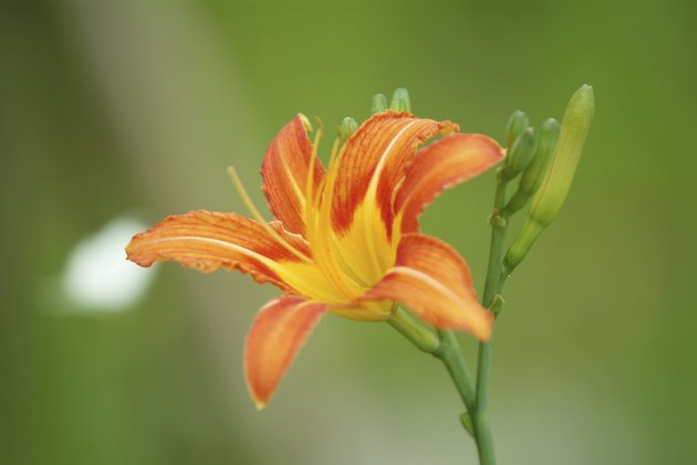 Blooming flower