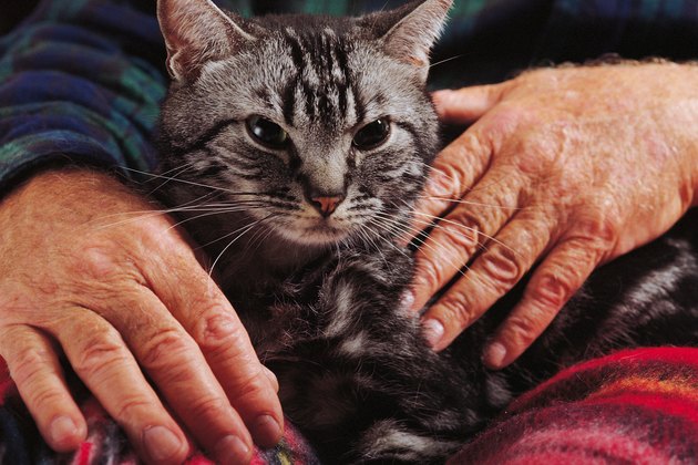 Old man comforted by cat on his lap