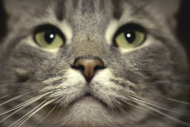 Close-up of a cat