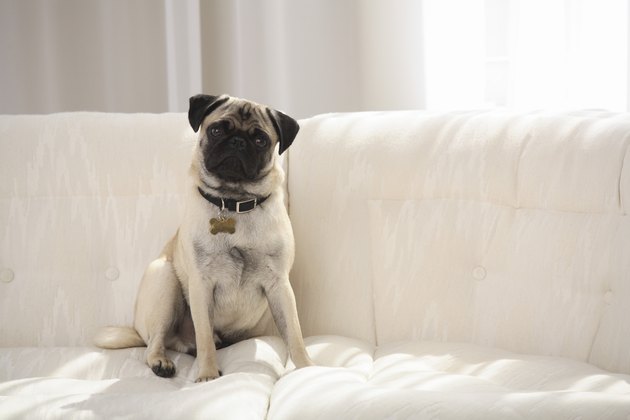 Pug on a couch