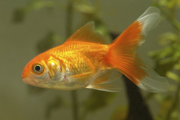 brown gold fish