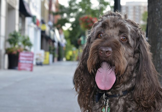 Labradoodle