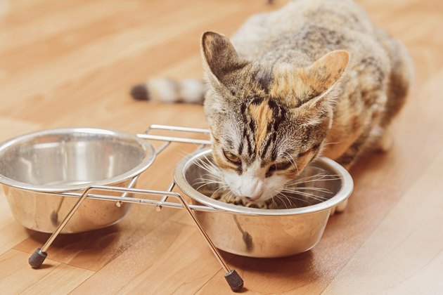 Ginger kitten eats from a bowl