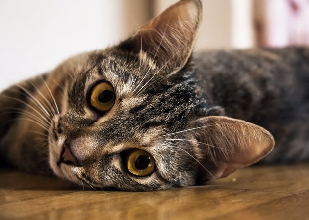 Tabby Cat Looking Into Your Eyes