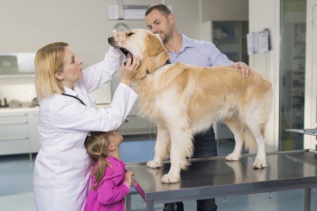 Veterinarian Examining A Family Dog